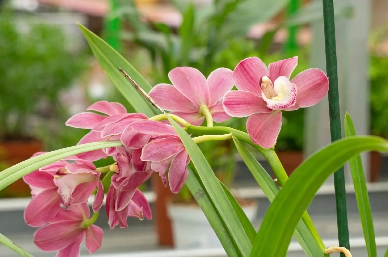cymbidium goeringii plant habit leaves