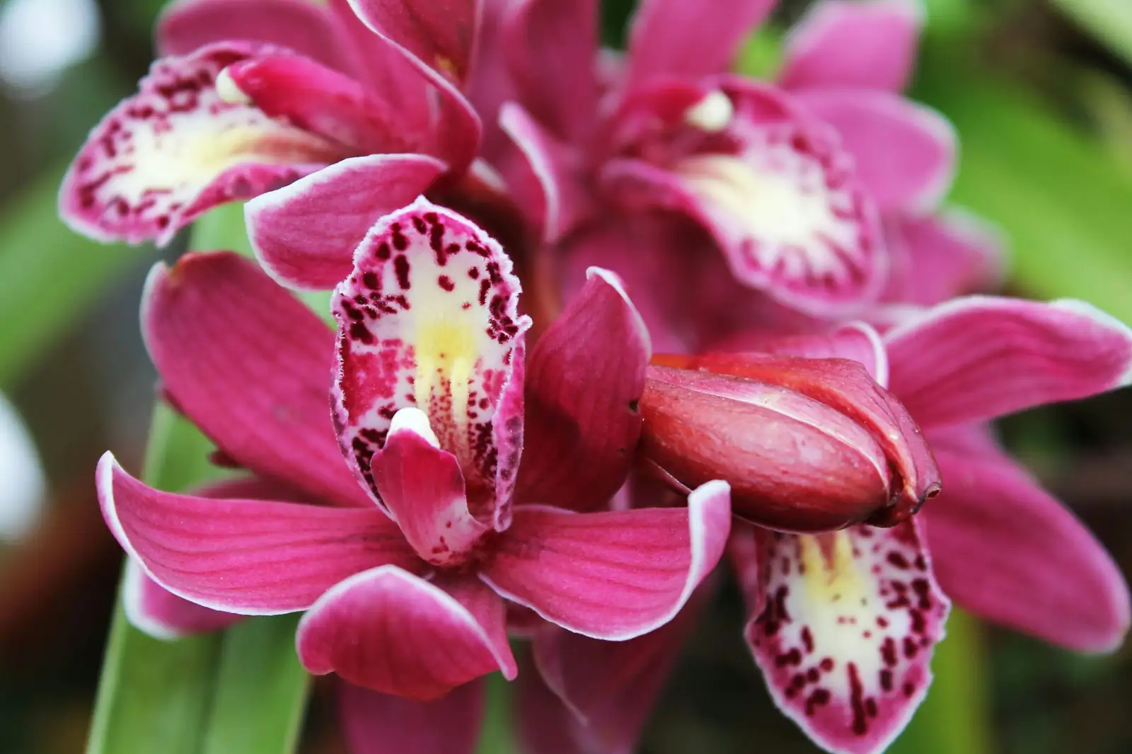 Choose Like a Connoisseur: What to Look For When Buying Chinese Cymbidium (Beyond Pretty Leaves)