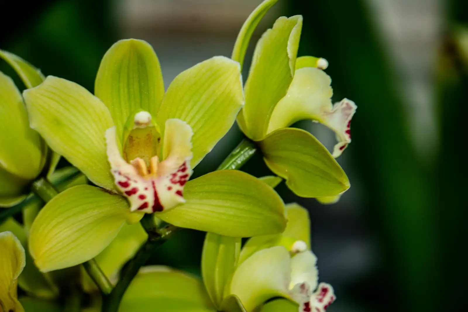 cymbidium goeringii pseudobulbs close-up