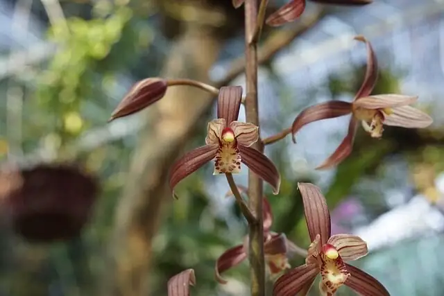 cymbidium goeringii roots active tips