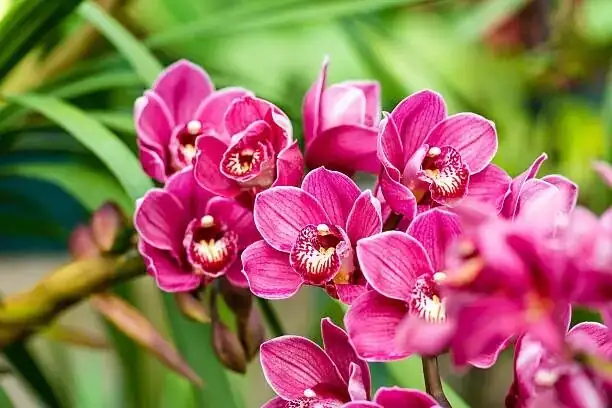 cymbidium goeringii potting mix granular