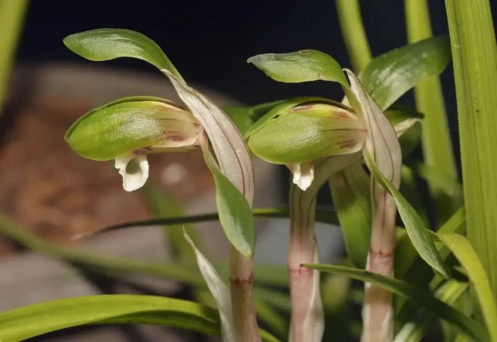 Too Hot? Too Cold? Balcony Microclimate Hacks for Cymbidium goeringii