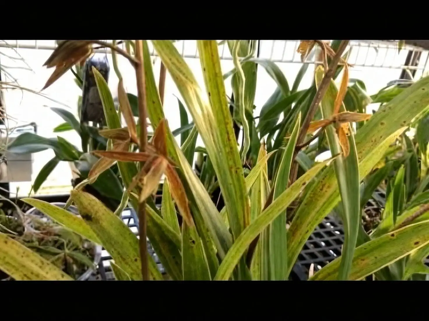 Cymbidium goeringii shade cloth setup