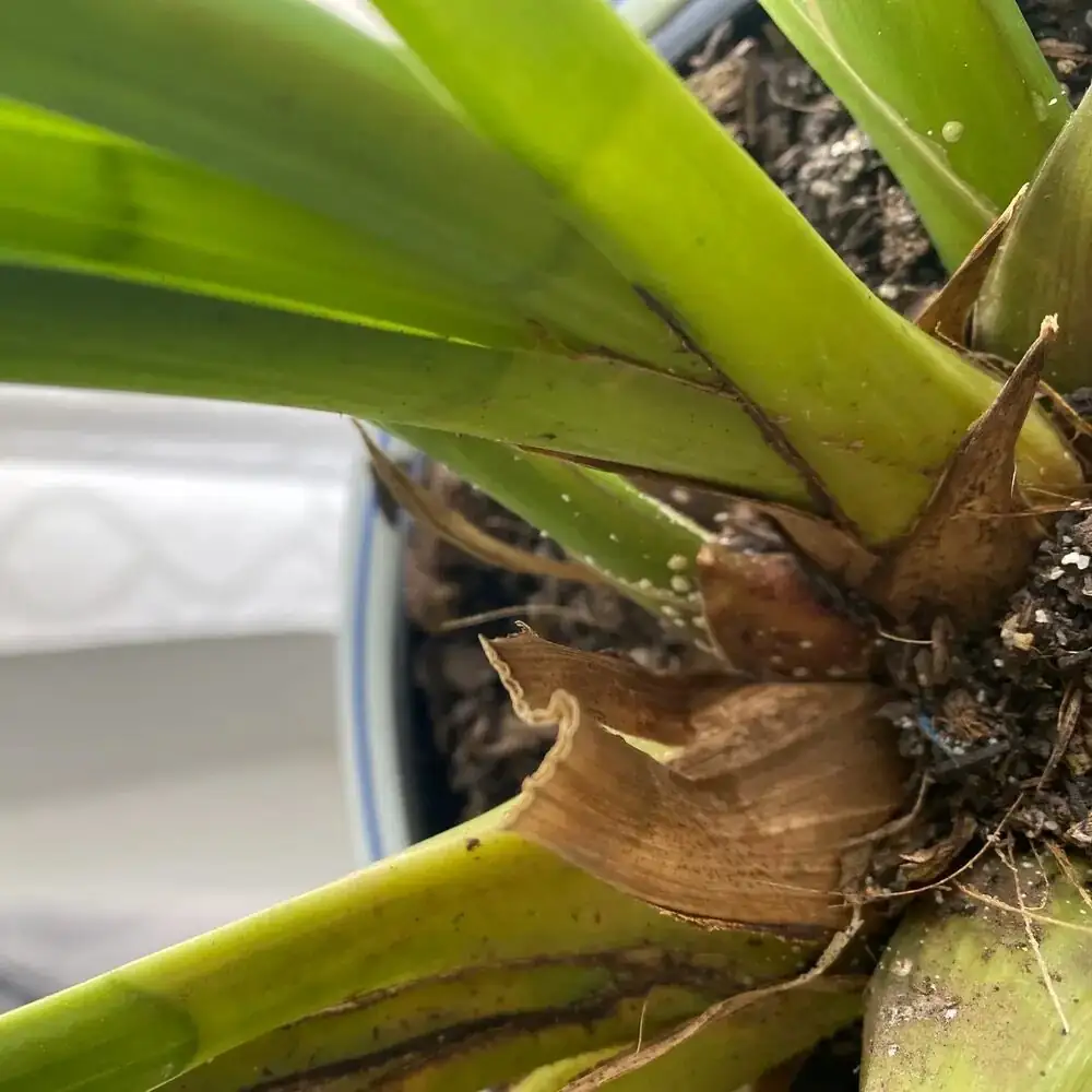 Cymbidium goeringii frost cloth protection