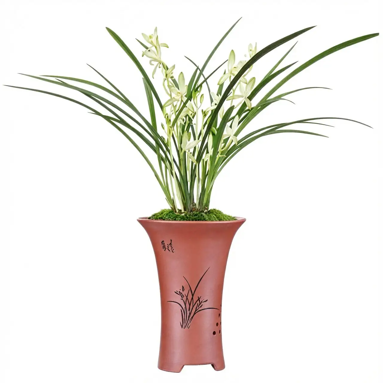 Moss Pot Myths & Watering Woes: Separating Cymbidium goeringii Lore from Science