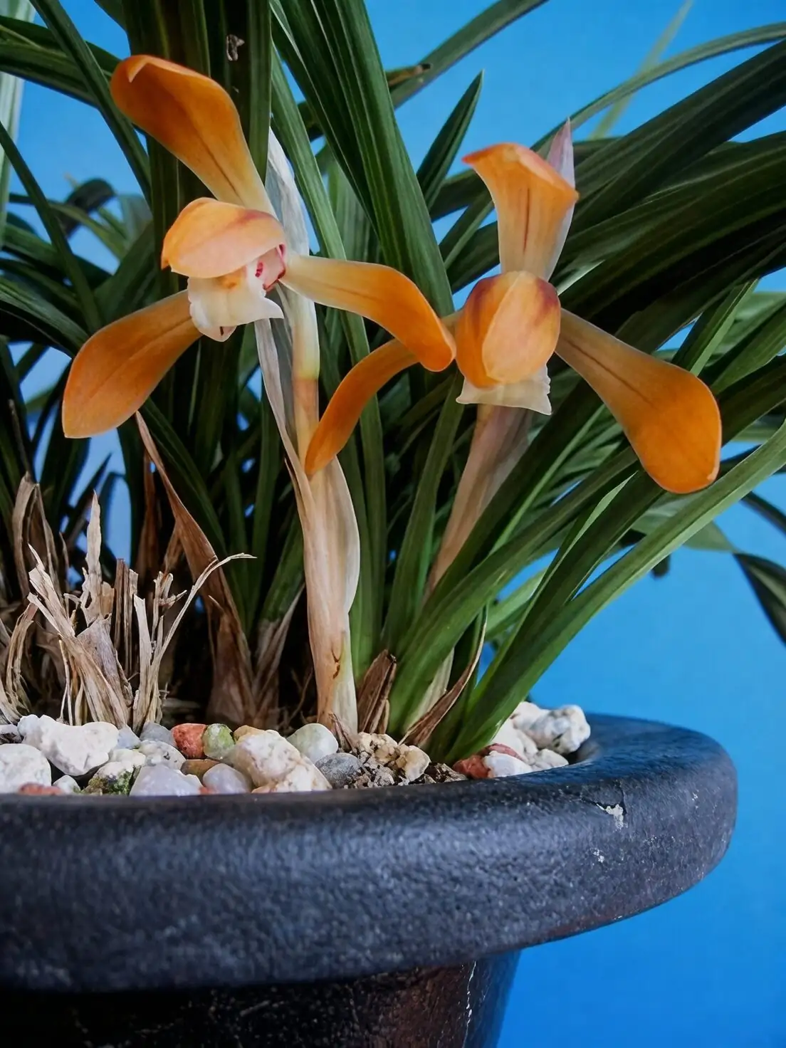 cymbidium goeringii sphagnum moss pot