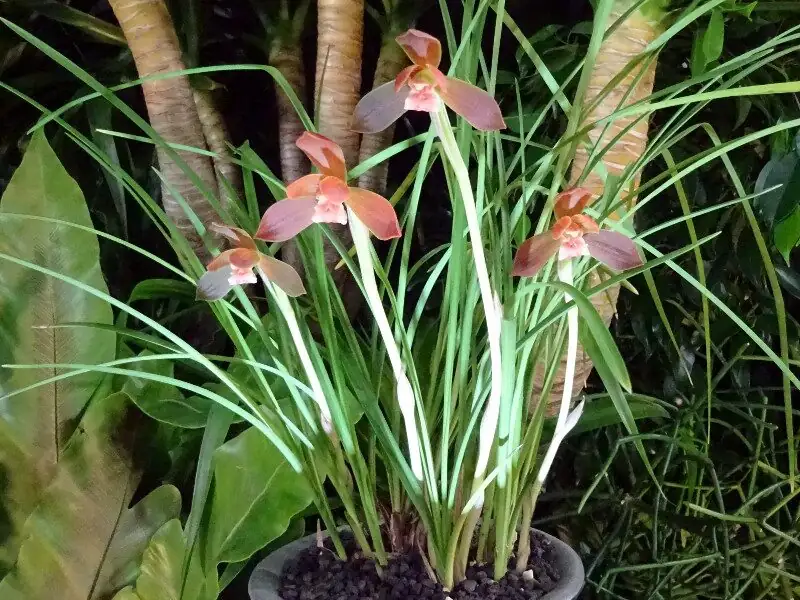 cymbidium goeringii watering pot edge