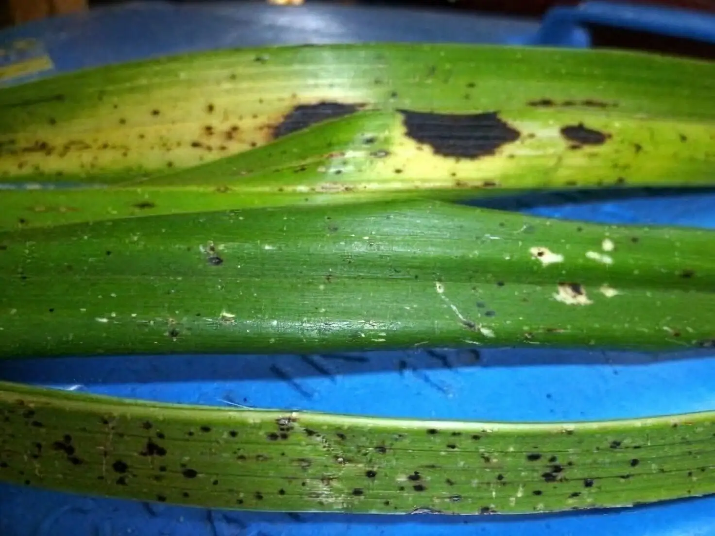 cymbidium goeringii leaf black spots