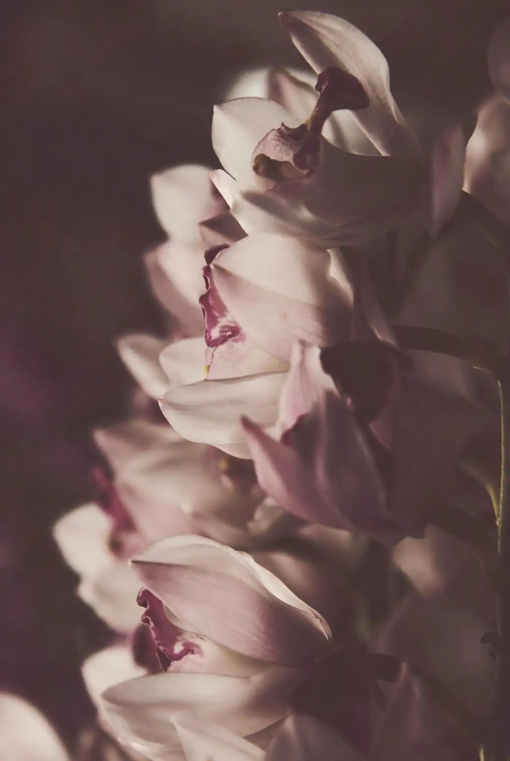 cymbidium goeringii basal soft rot