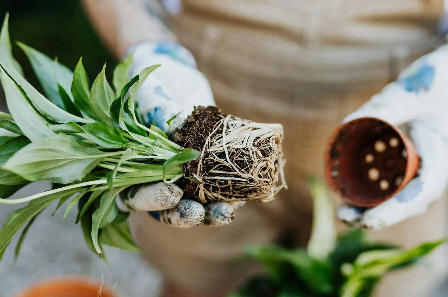 cymbidium goeringii repotting roots cleaning