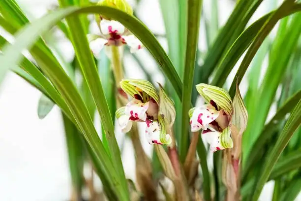 Cymbidium goeringii flower bud close-up