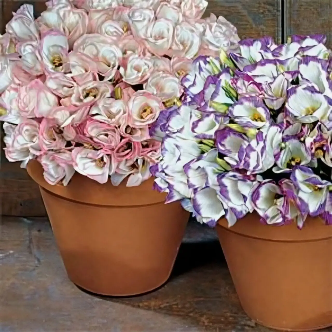 Keep It Cool! The 50-59°F Trick to Make Florist’s Cineraria Bloom for Weeks