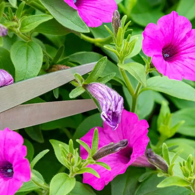 florist's cineraria deadheading scissors