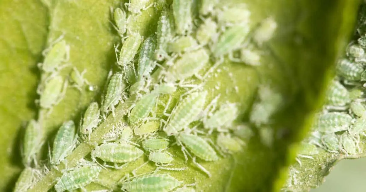 cineraria aphids on flower buds