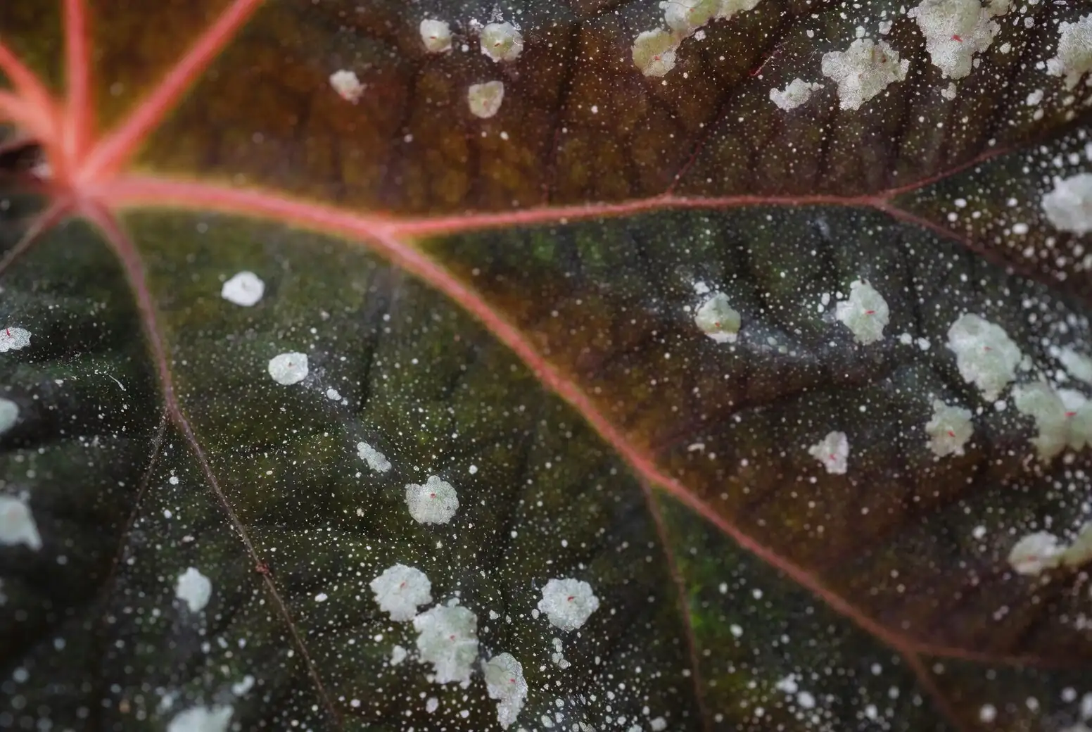 cineraria powdery mildew leaves close-up