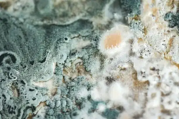 cineraria gray mold on petals