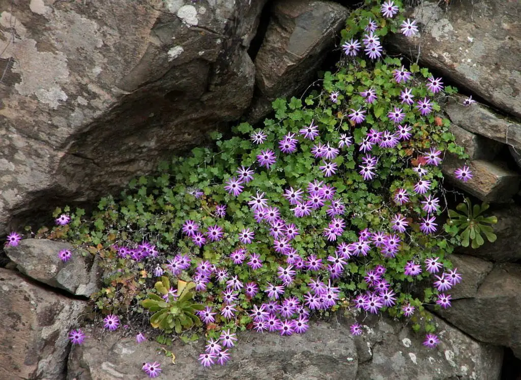 pericallis in habitat canary islands