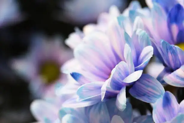 pericallis blue flower close up