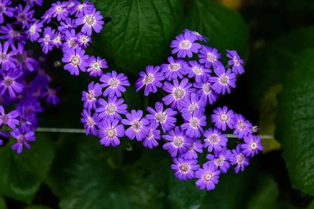Why Are These Blues So Blue? The Color Chemistry and Breeding of Florist’s Cineraria