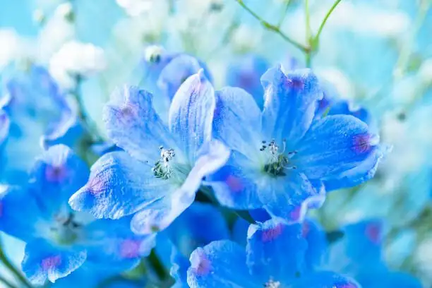 cineraria blue flower close-up