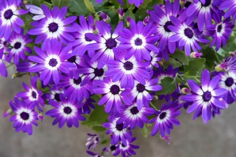 cineraria by bright window