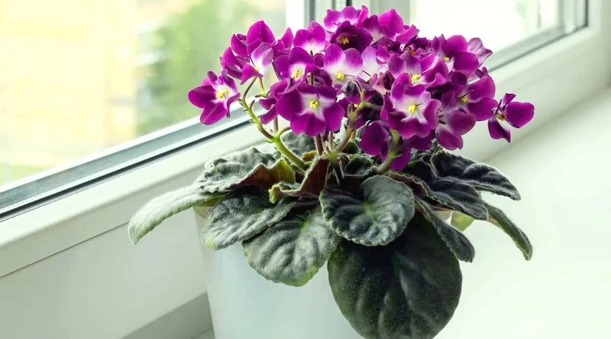 cineraria cool windowsill winter light