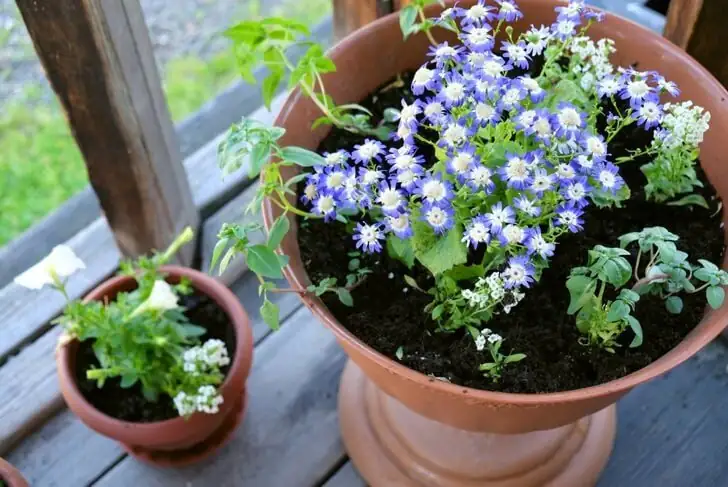 cineraria watering soil level
