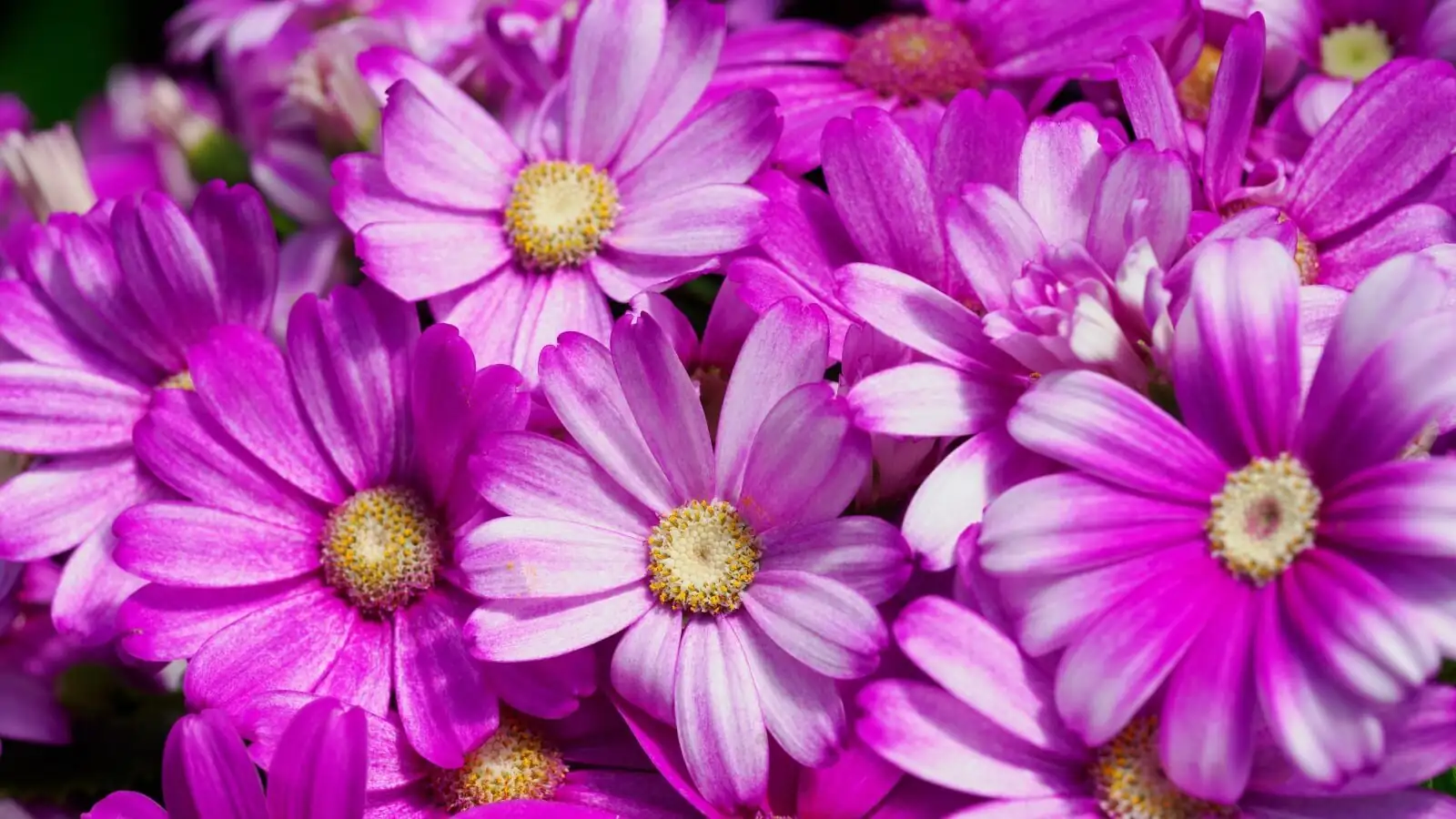 cineraria blue flowers close-up