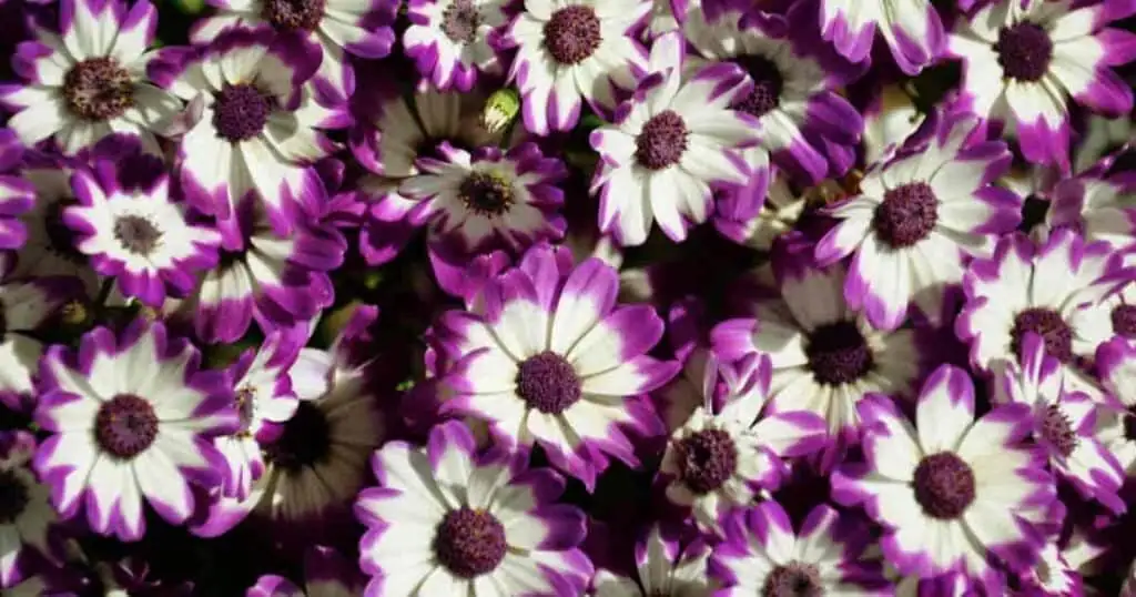 hands selecting cineraria buds