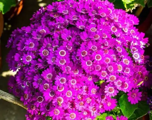 Seed to Showstopper in 120 Days: The Home Grower’s Cineraria Propagation Masterclass