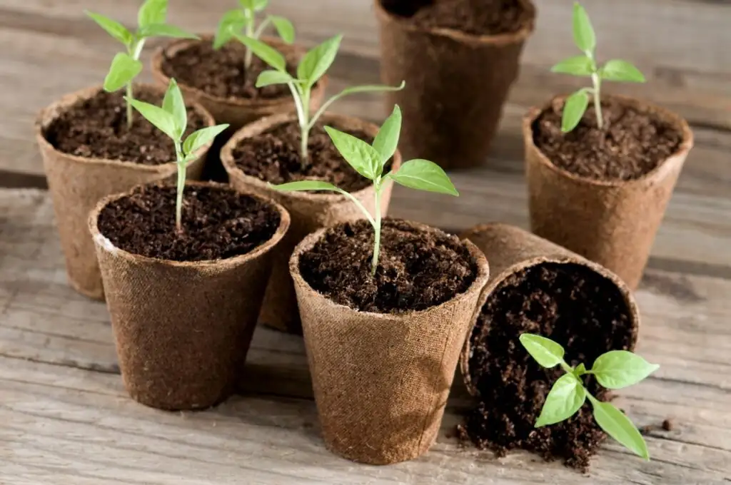cineraria seedlings pricking out 6 cm pots