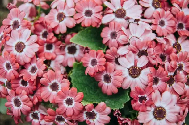 cineraria bottom watering saucer
