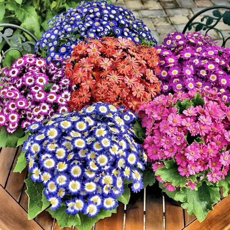 cineraria bowl spacing top view