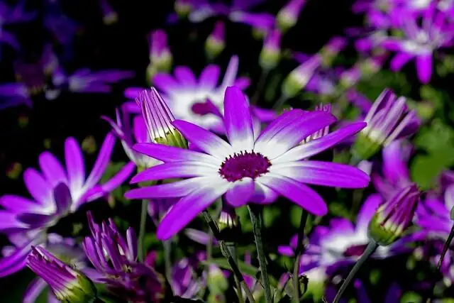 cineraria bicolor with white violas