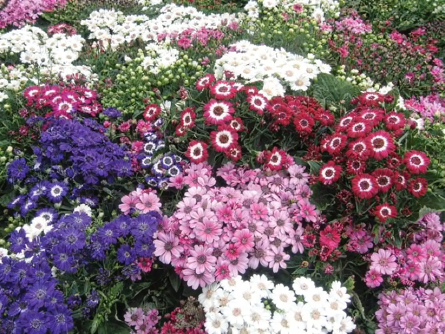 cineraria leggy vs compact plant