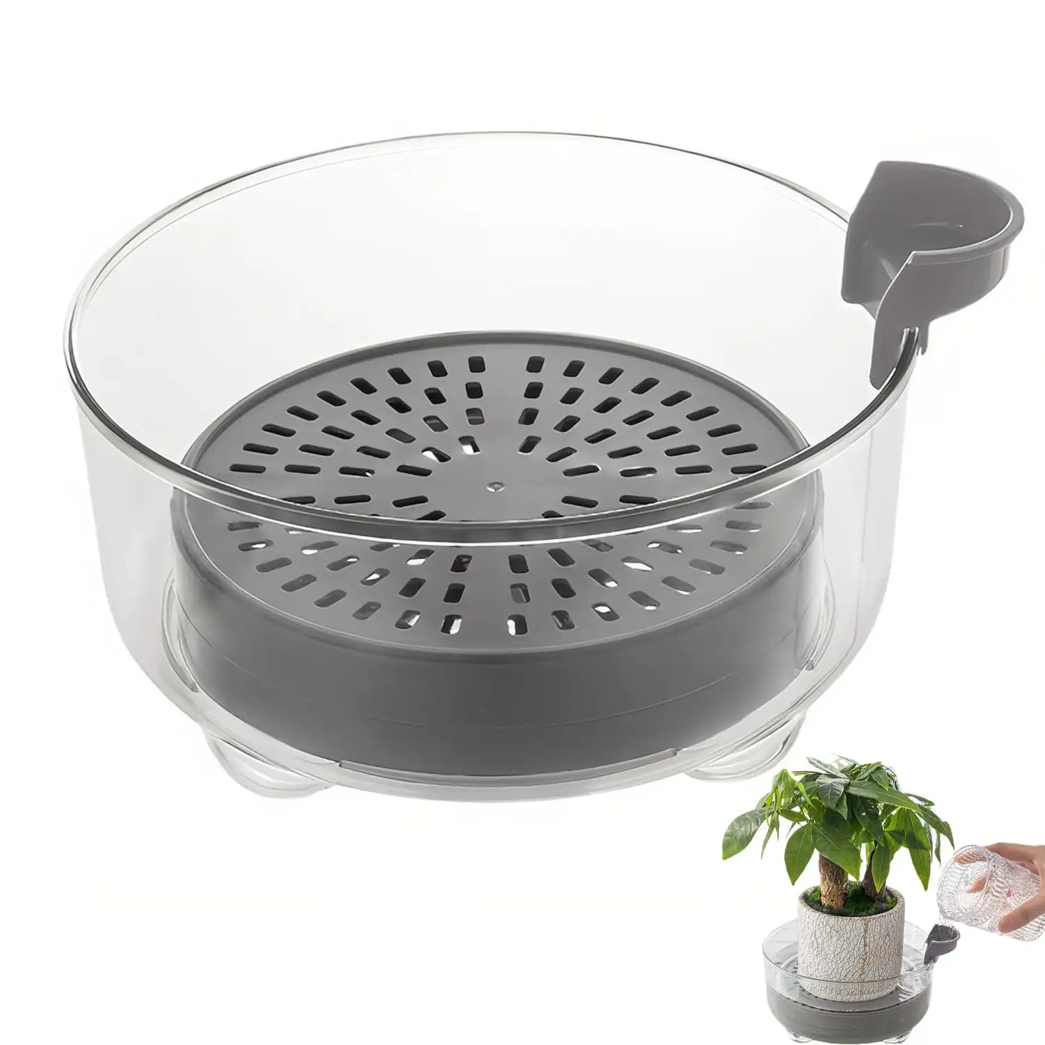 cineraria bottom watering draining saucer