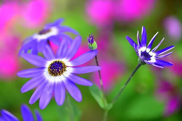 Short-Lived or Sustainable? Enjoy Cineraria Without the Waste