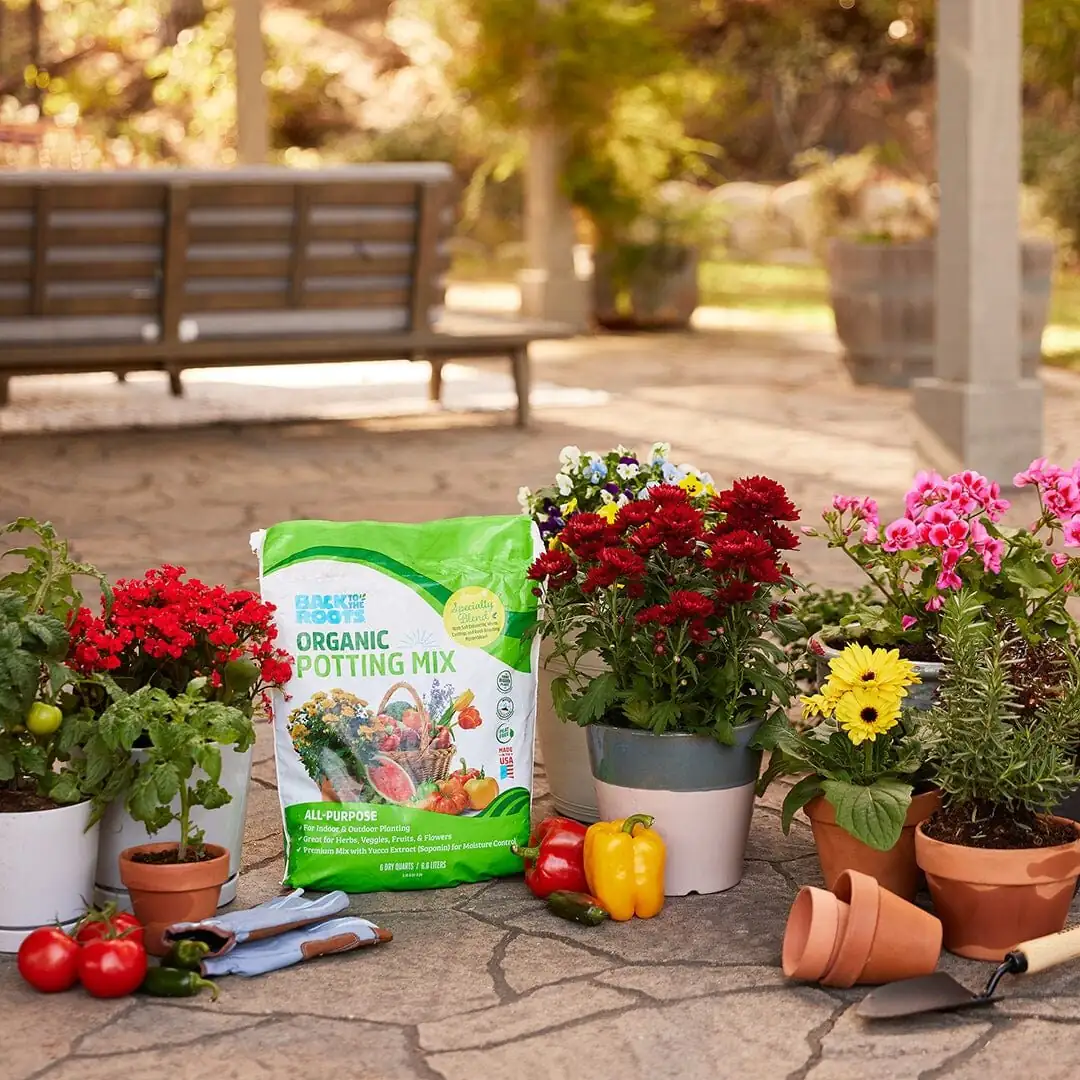 cineraria peat-free potting mix