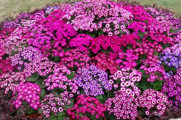 cineraria deadheading spent blooms