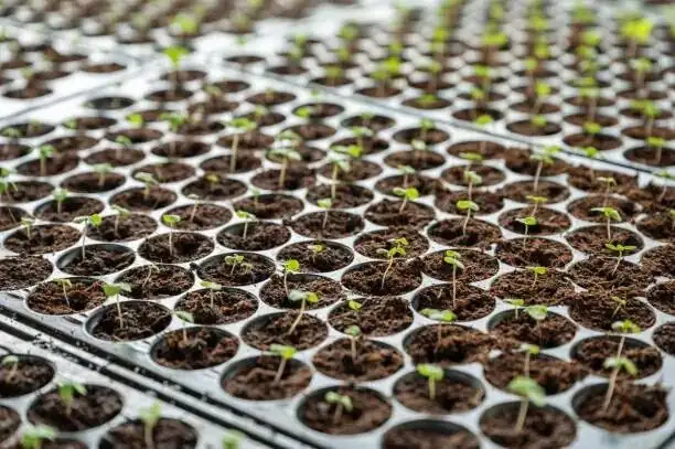 cineraria seeds surface sowing tray