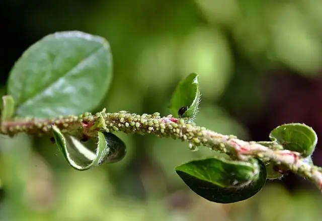 cineraria aphids close-up leaf
