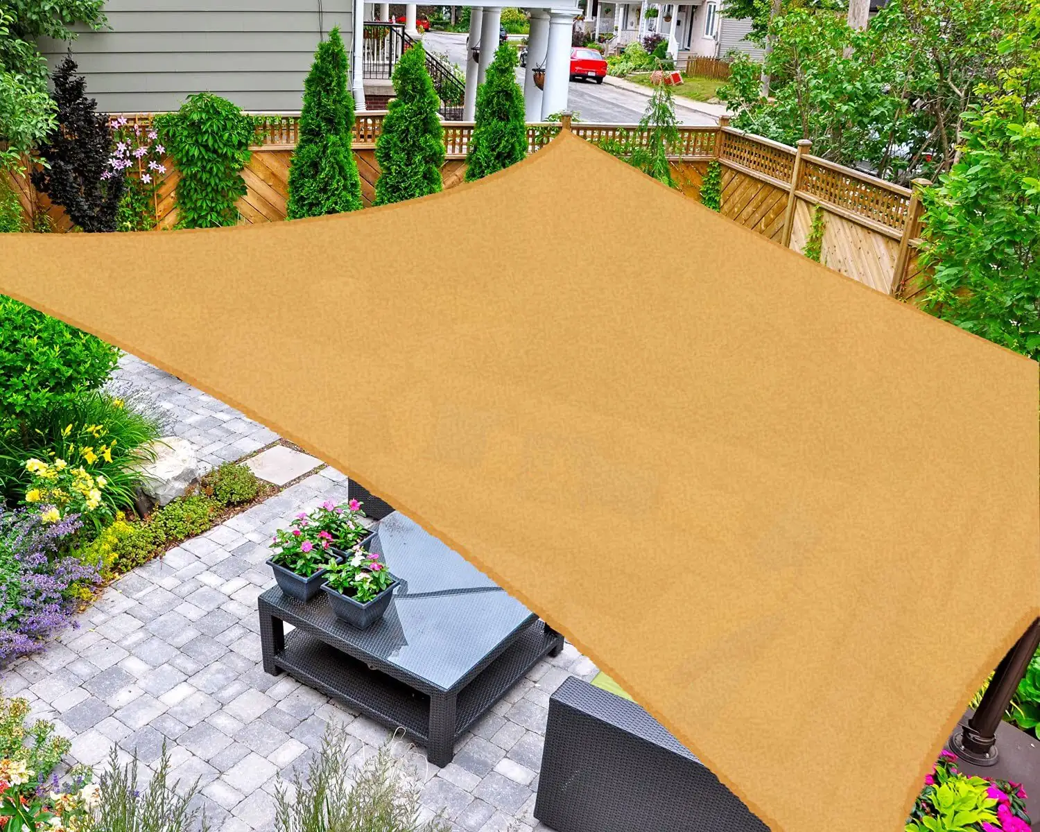 cineraria patio morning sun shade