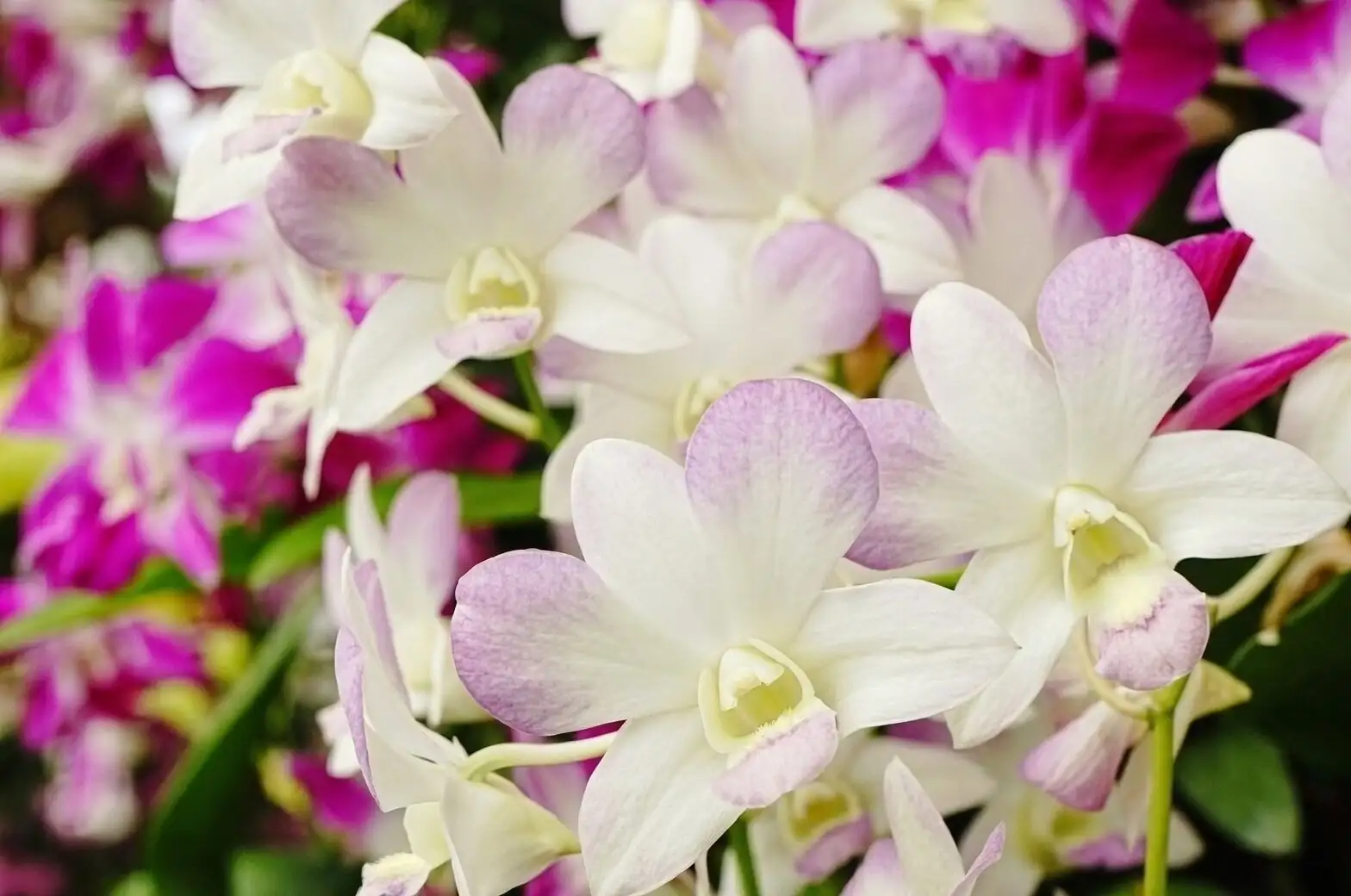 cineraria flower dome close-up