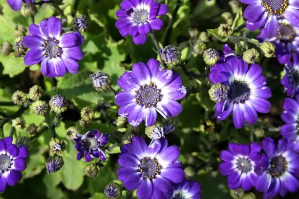 cineraria buds and blooms at store
