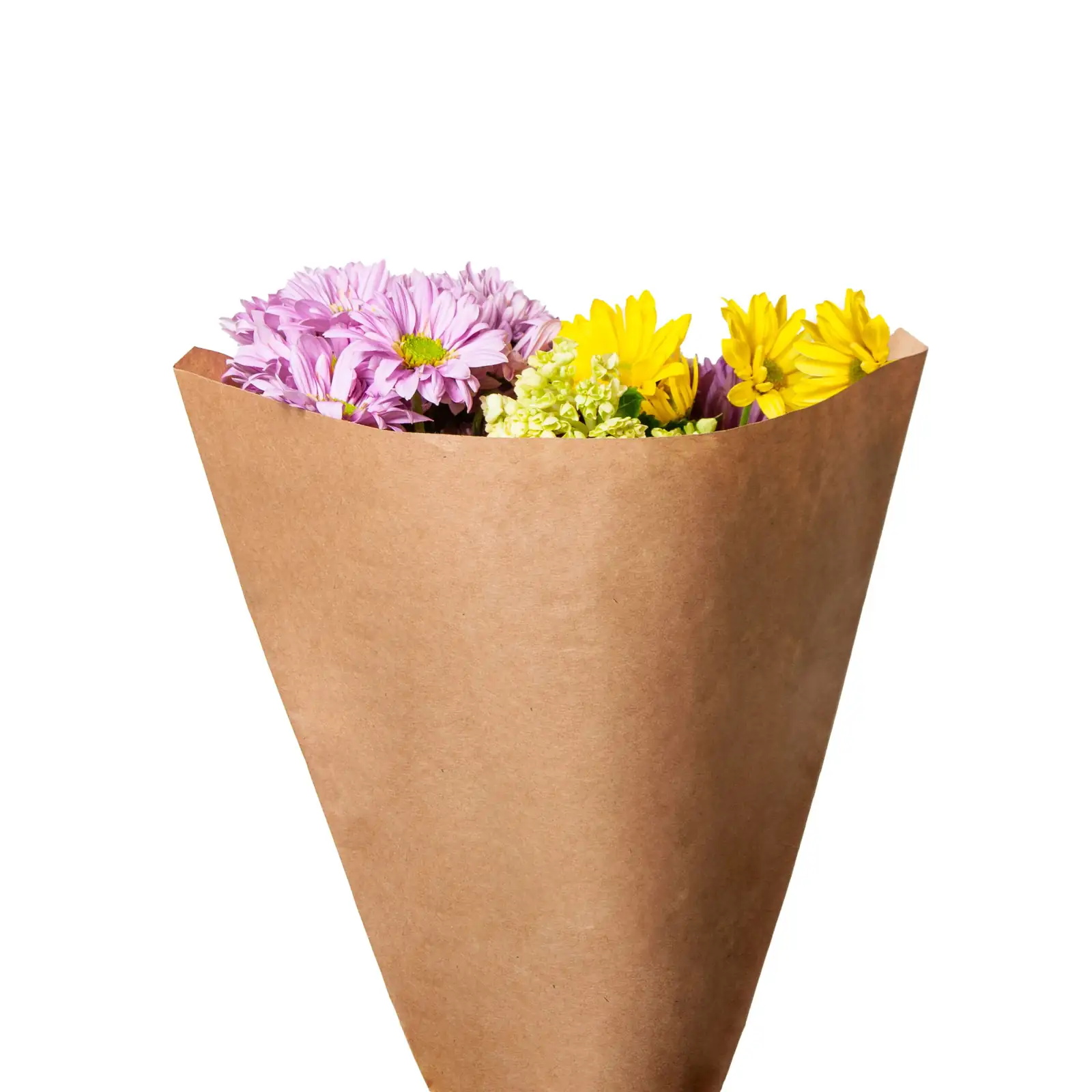 cineraria in car paper sleeve