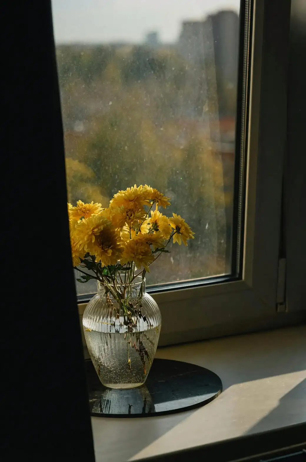 cineraria on windowsill bright light