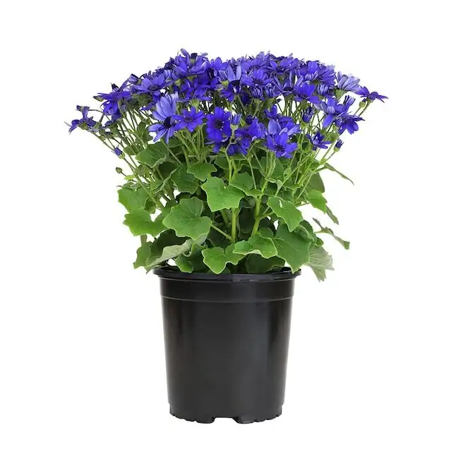 florist's cineraria watering indoor pot