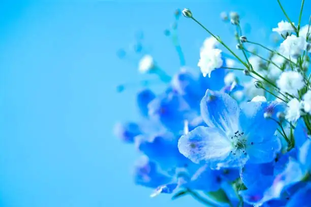 cineraria blue flowers warm gray background