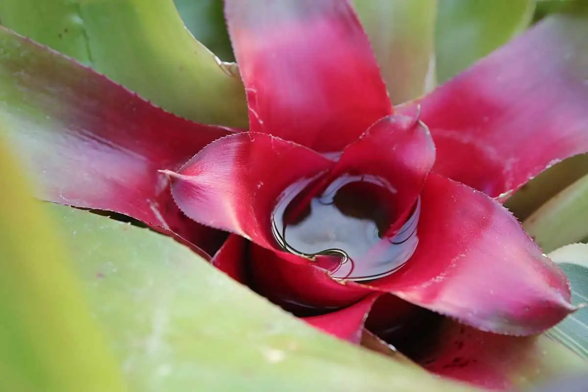 Tank or No Tank? The Bromeliad Watering Playbook That Won’t Rot Your Rosette