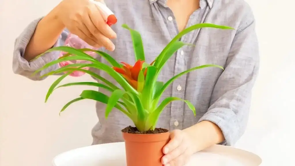 Guzmania watering rosette cup sink